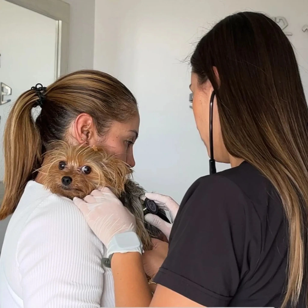 At-home veterinary diagnostic tests