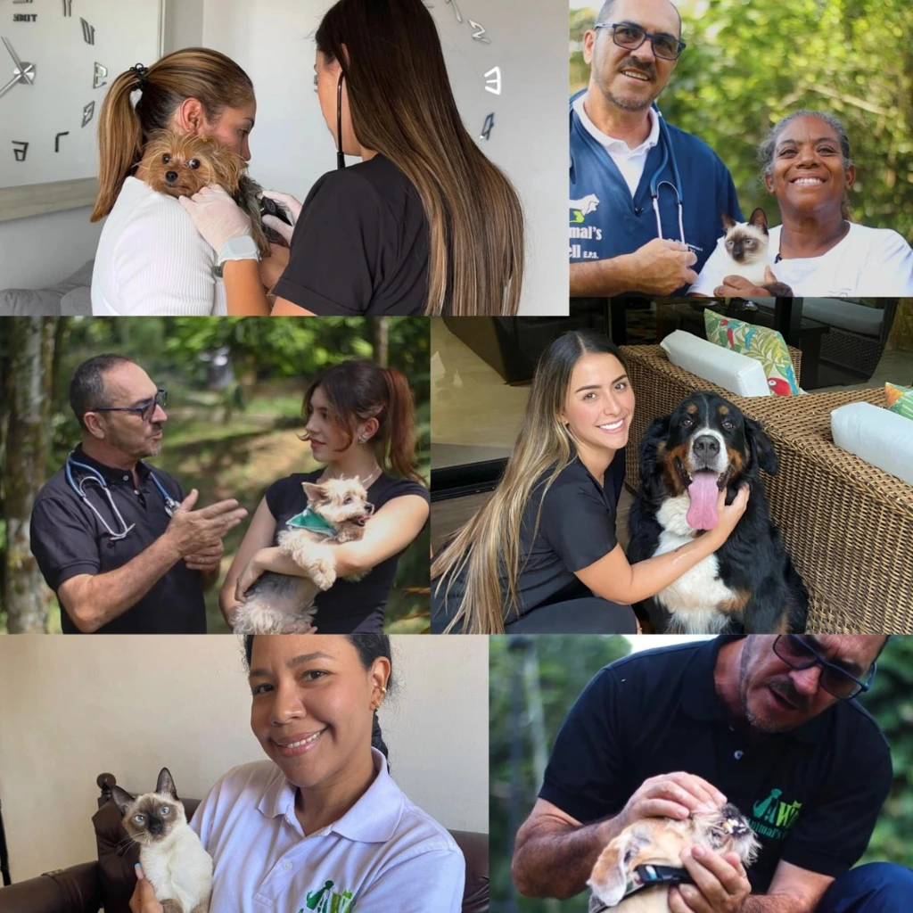 Personalized veterinary plan for dogs and cats