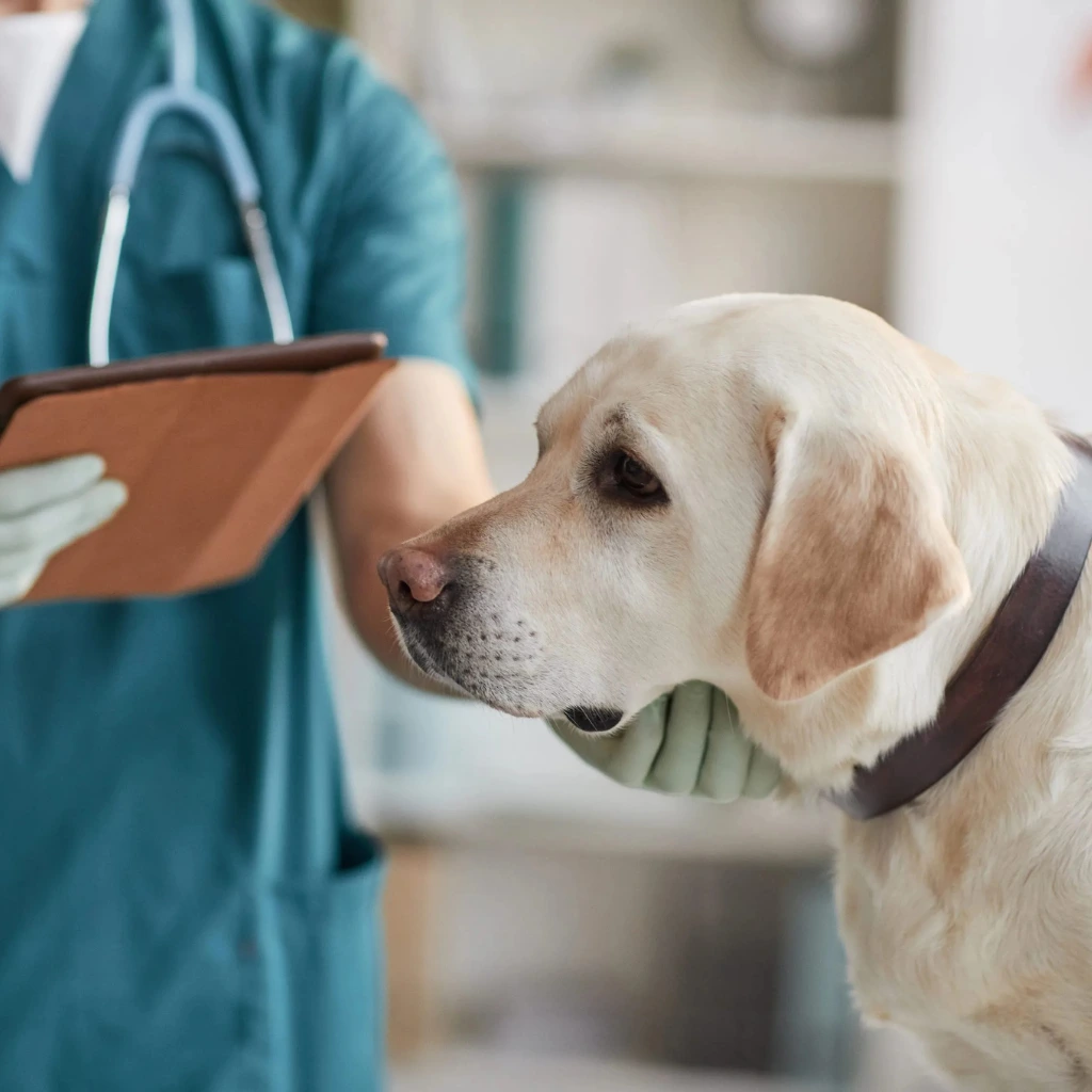 Preventive veterinary plan and regular pet checkups