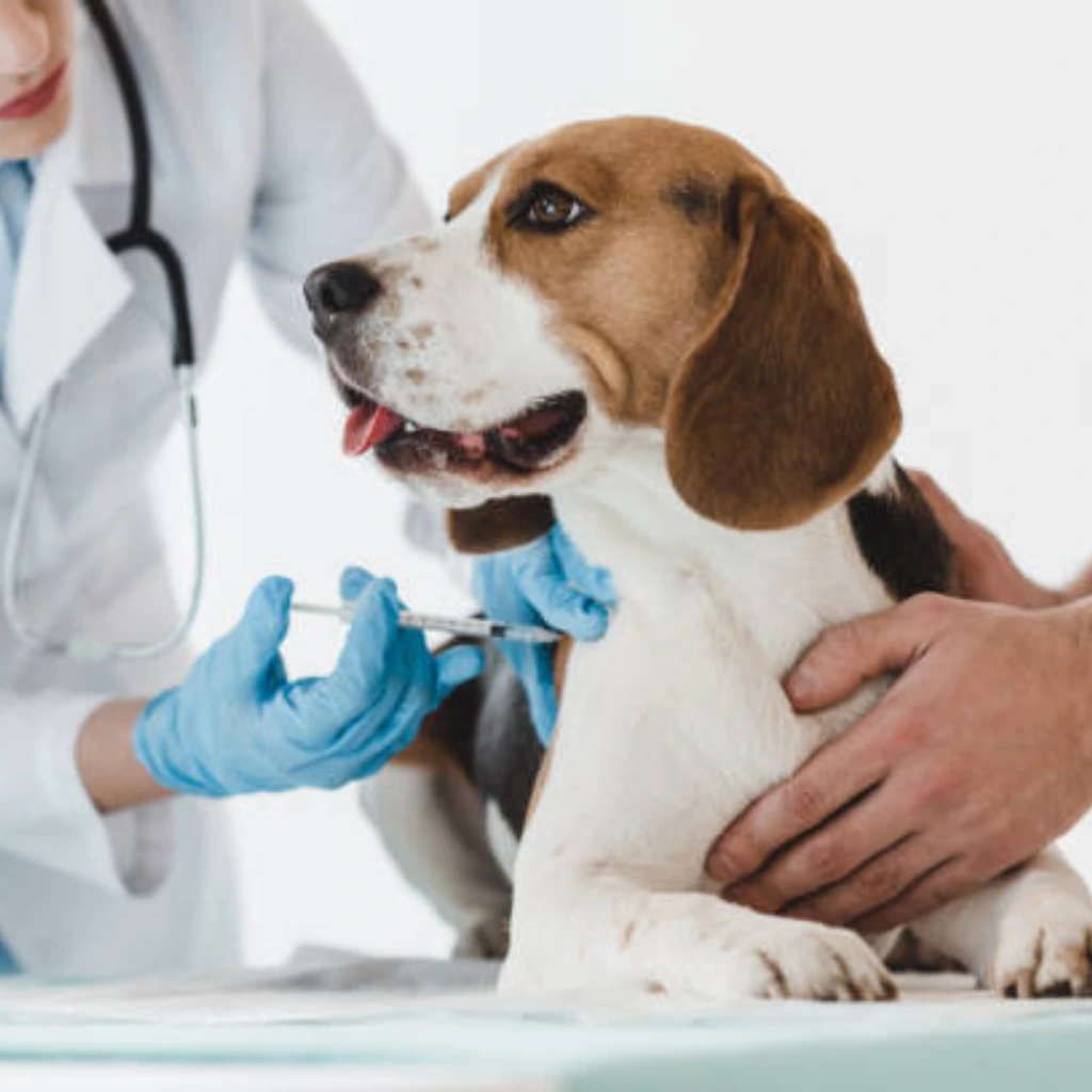 Vaccination and deworming included in the plan